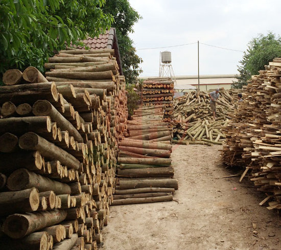 ACACIA LOGS/ Rubber Wood LOGS