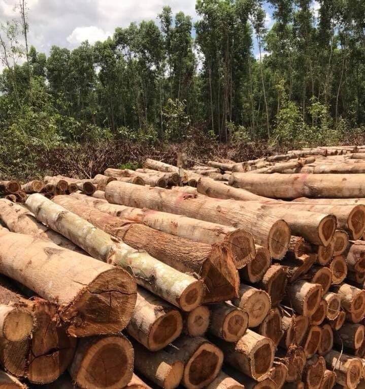 ACACIA LOGS/ Rubber Wood LOGS