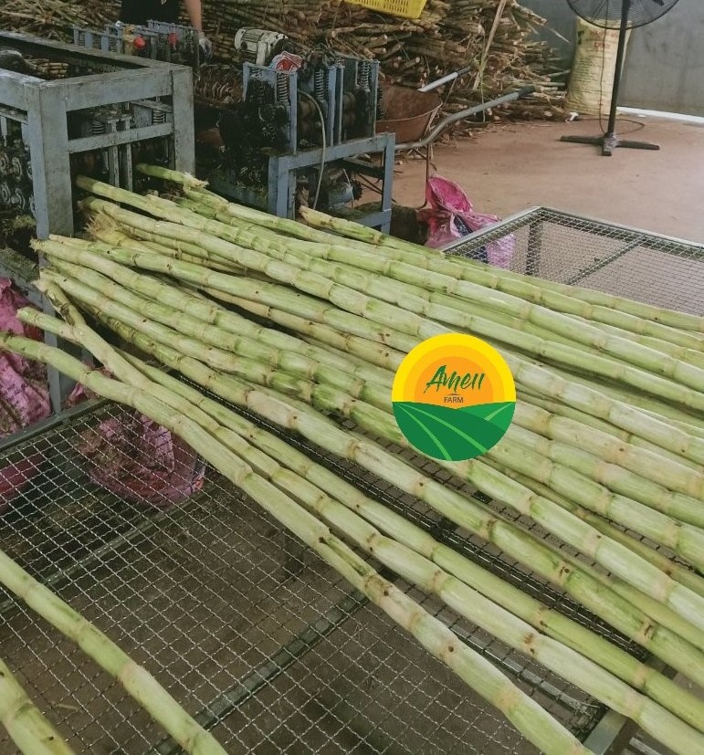 Frozen Organic Sugarcane, Sugar Cane Juice Raw Material, Sugar cane stick frozen