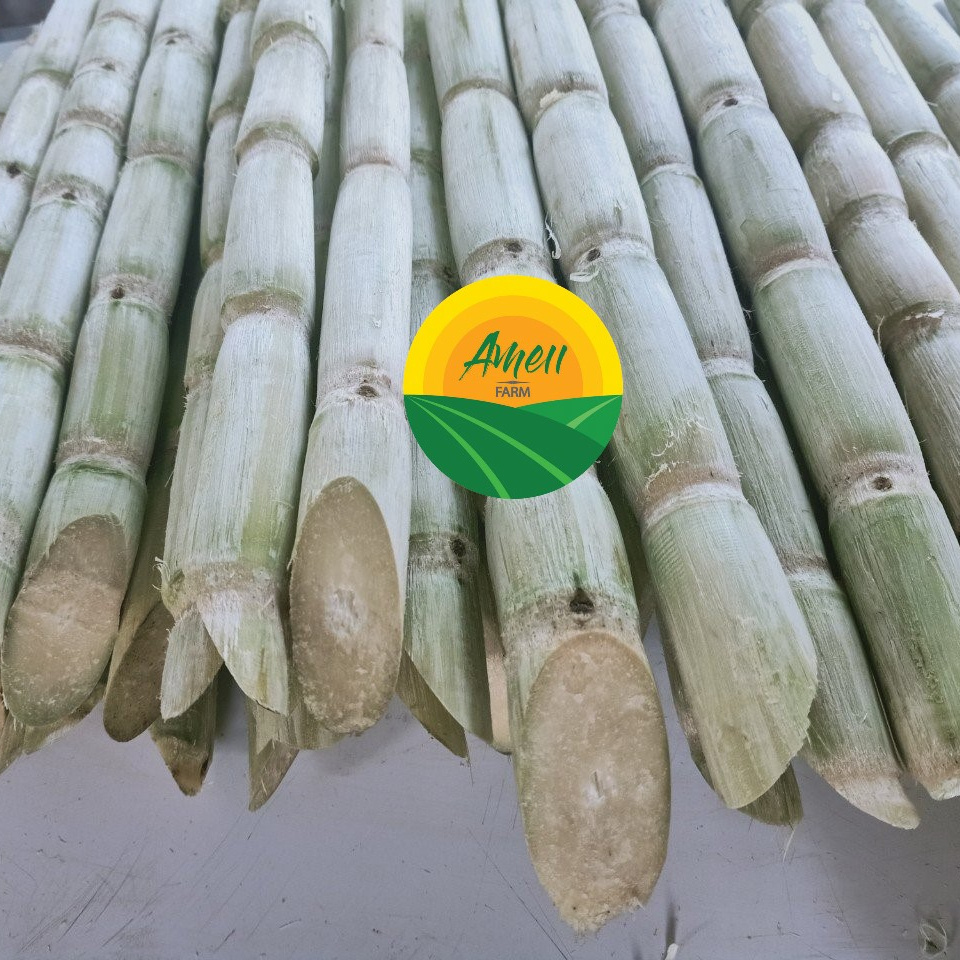 Frozen Organic Sugarcane, Sugar Cane Juice Raw Material, Sugar cane stick frozen