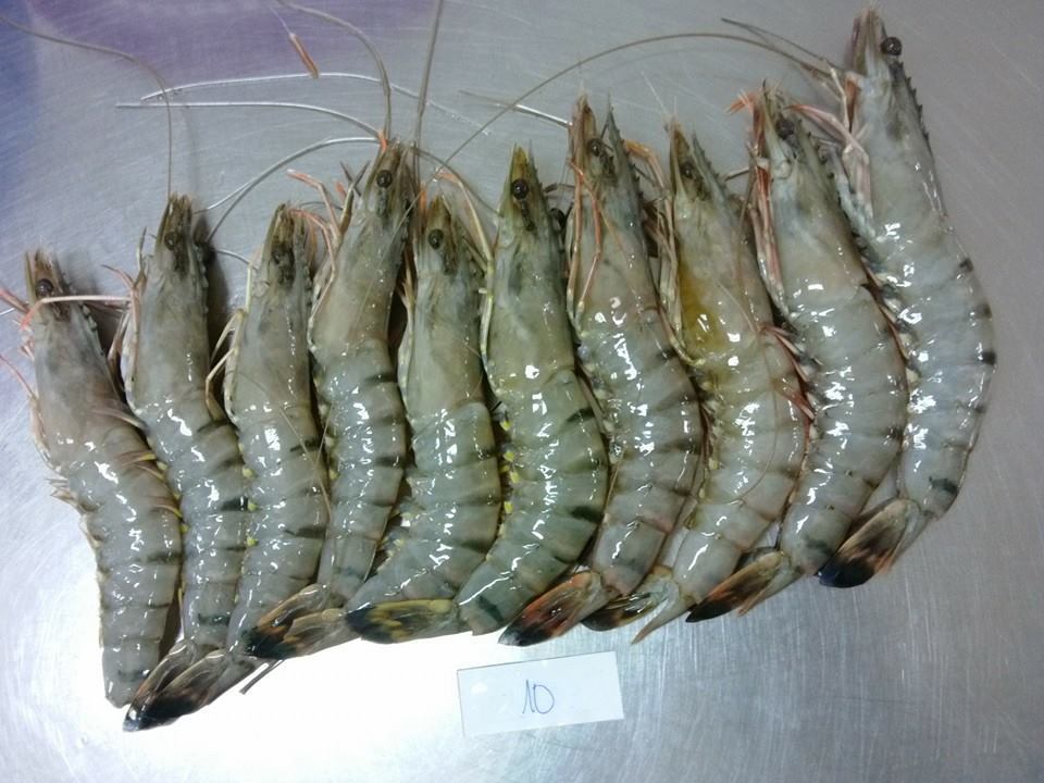 Exceptional Quality Seafood: Frozen HOSO Vannamei Shrimp at Best Price