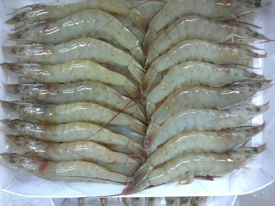 Exceptional Quality Seafood: Frozen HOSO Vannamei Shrimp at Best Price