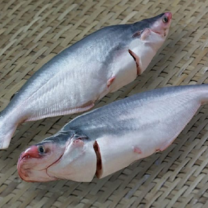 Competitive Price for Frozen Whole Round Basa Fish at simple price