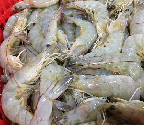 Exceptional Quality Seafood: Frozen HOSO Vannamei Shrimp at Best Price