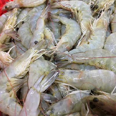 Exceptional Quality Seafood: Frozen HOSO Vannamei Shrimp at Best Price