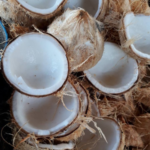 Fresh Coconut meat Jelly coconut meat is fruit meat inside a Coconut +84947900124