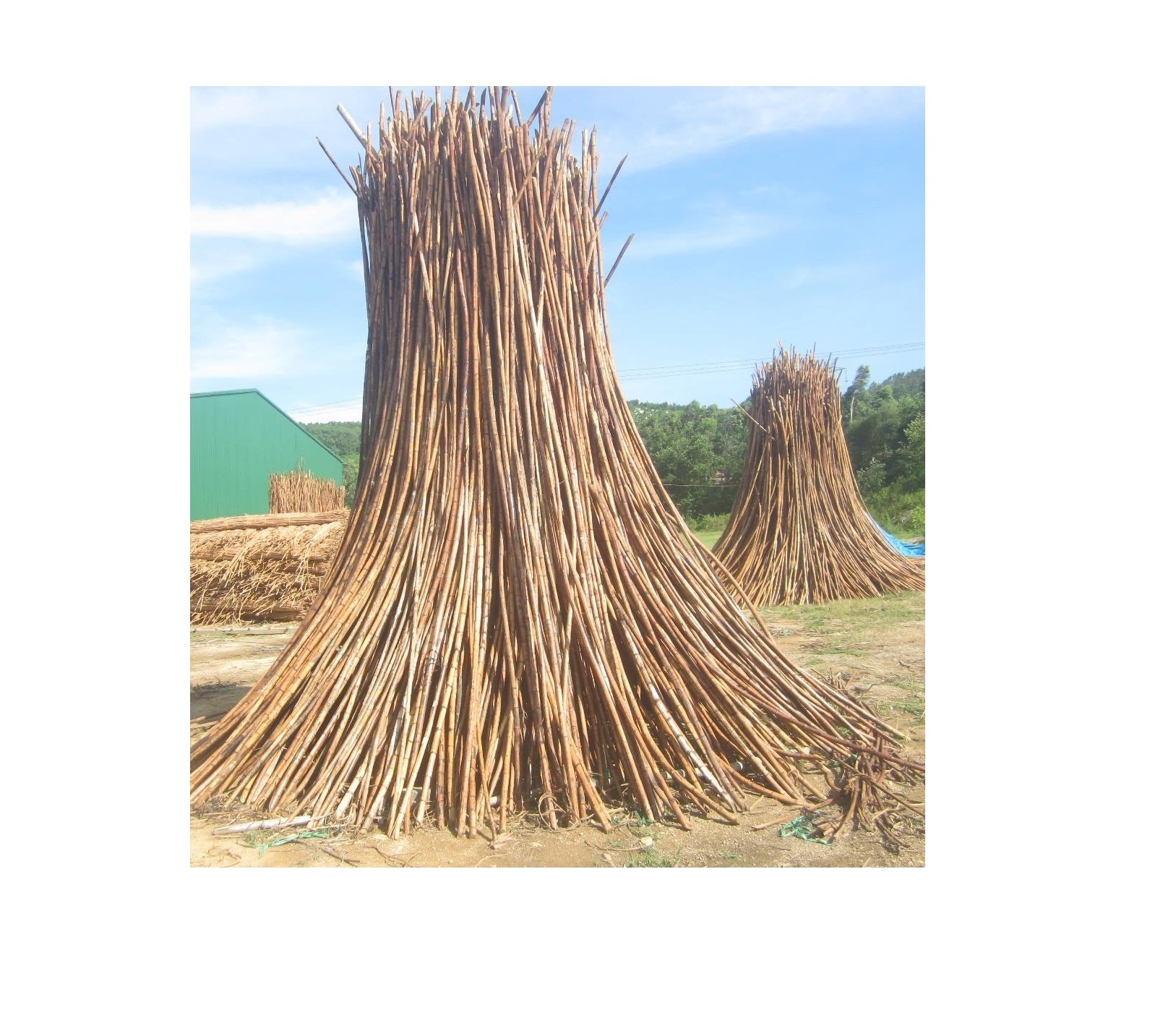 TOP QUALITY RATTAN RAW MATERIAL RATTAN POLE SIZE 7-45mm +84947900124