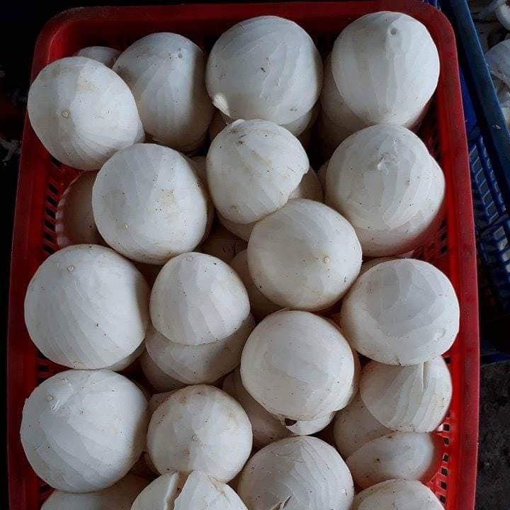 Young Coconut meat and Raw coconut meat ready to be further processed into beverages +84947900124