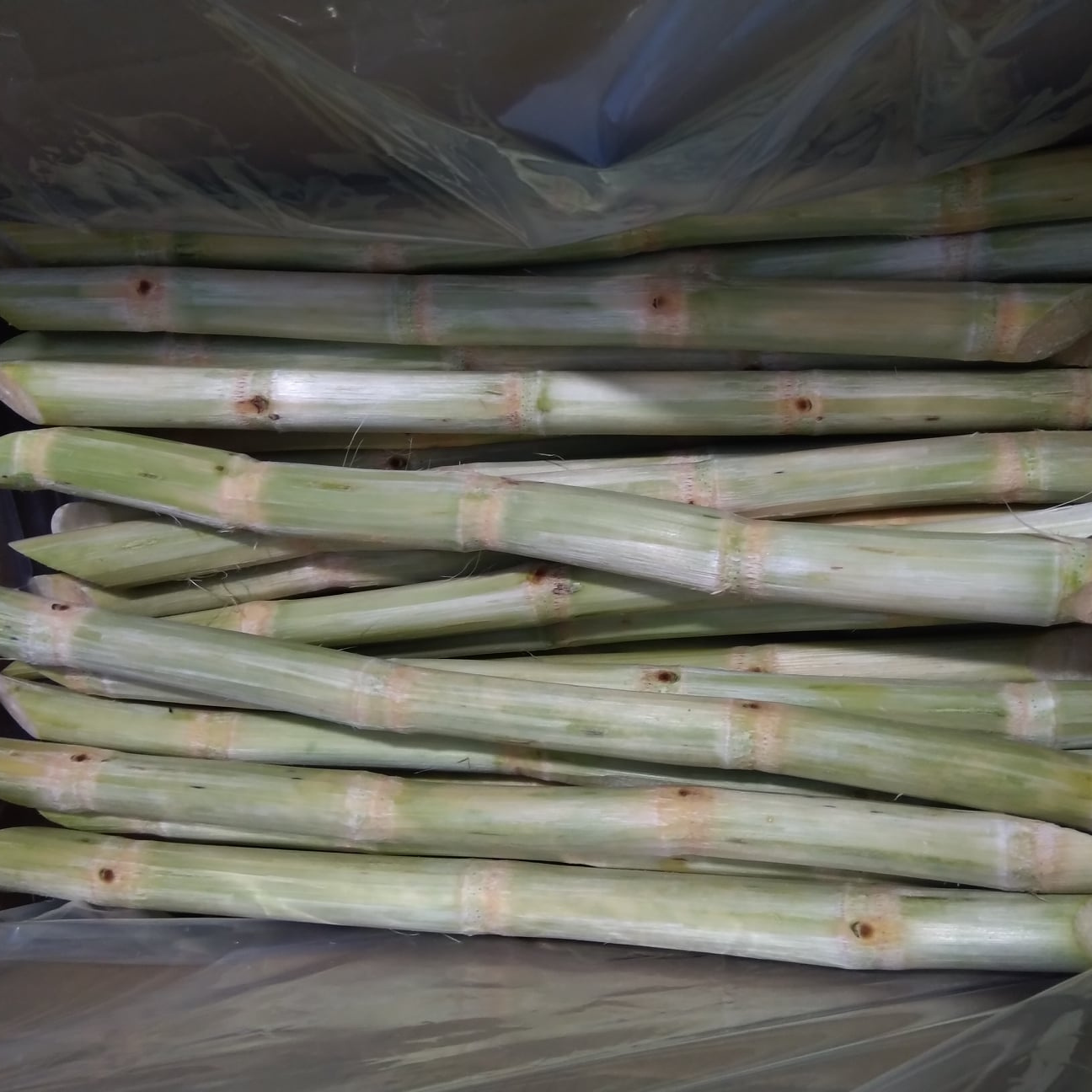 Frozen Green Sugar Cane  peeled high quality +84947900124