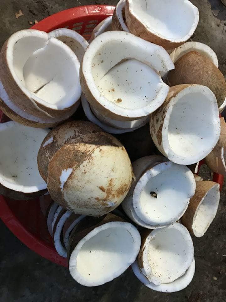 Young Coconut meat and Raw coconut meat ready to be further processed into beverages +84947900124