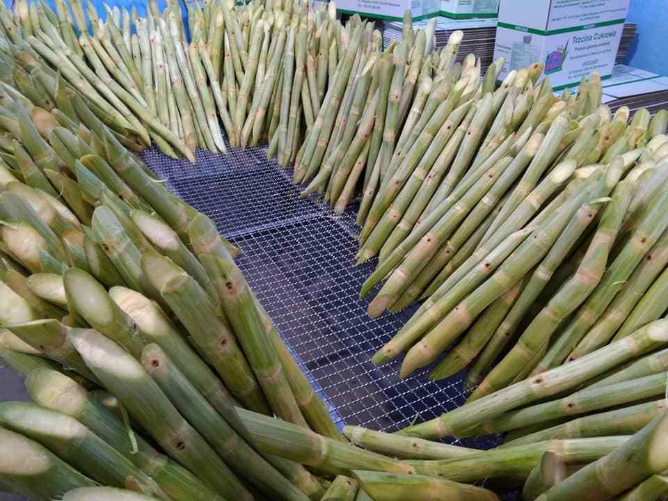 Frozen Green Sugar Cane  peeled high quality +84947900124