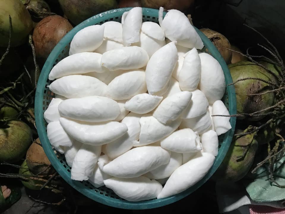 Young Coconut meat and Raw coconut meat ready to be further processed into beverages +84947900124