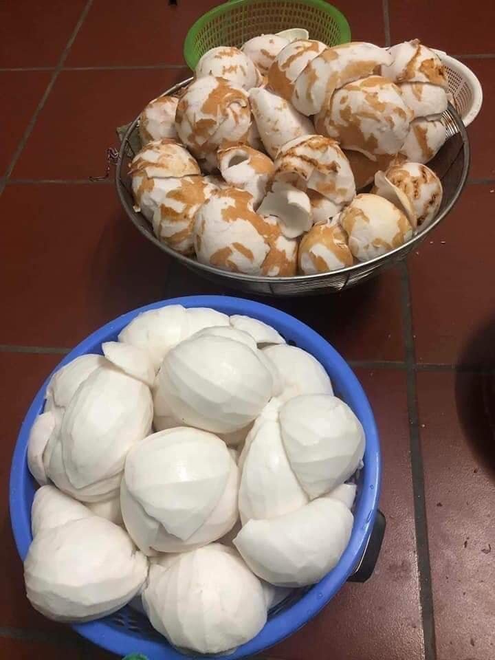 Young Coconut meat and Raw coconut meat ready to be further processed into beverages +84947900124