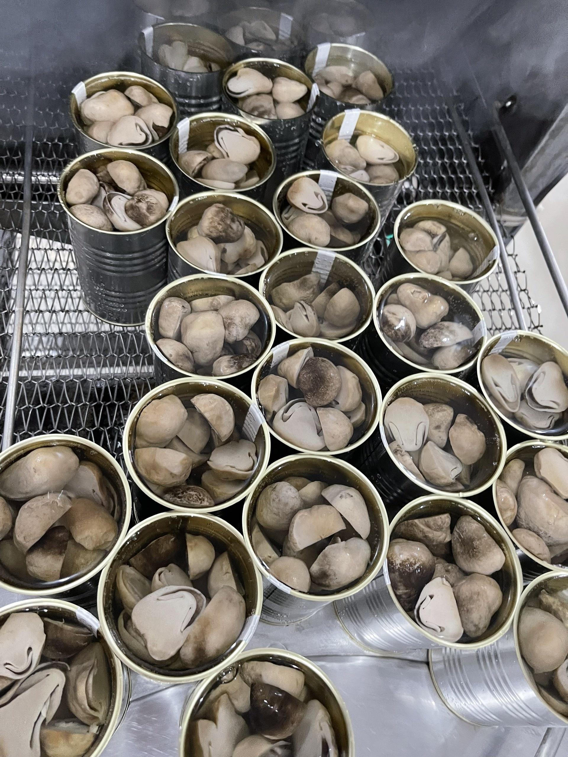 TOP NOTCH QUALITY Wholesale Price Best selling Factory In Vietnam Canned Straw mushroom 425g