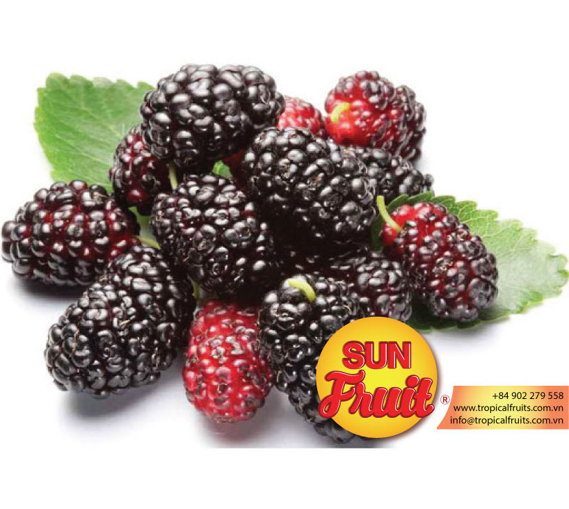 Natural Dried Fruit Mulberry Wholesale