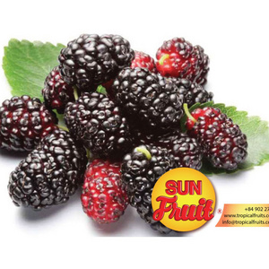 Natural Dried Fruit Mulberry Wholesale