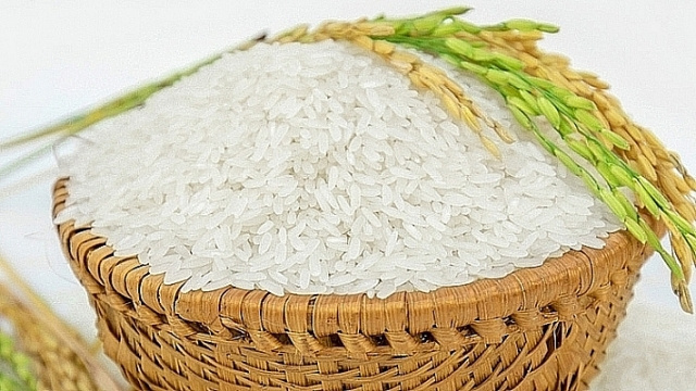 JASMINE KDM OEM/ODM Packing Fresh Grain Vietnamese rice 6.8mm Sugar Shelf Water Origin Type Hard vietnamese rice