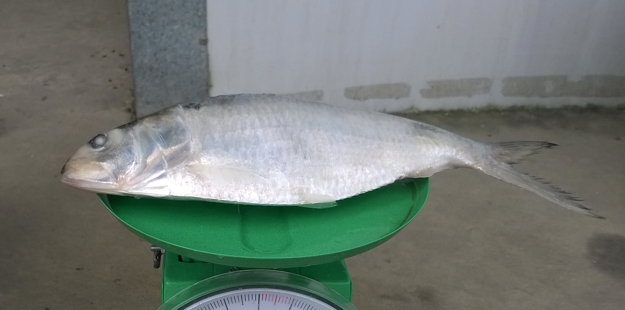 Frozen Dotted Gizzard Shad Fish (Hilsa) From Vietnam Cheap Price- Whatsapp 0084 923 158 607