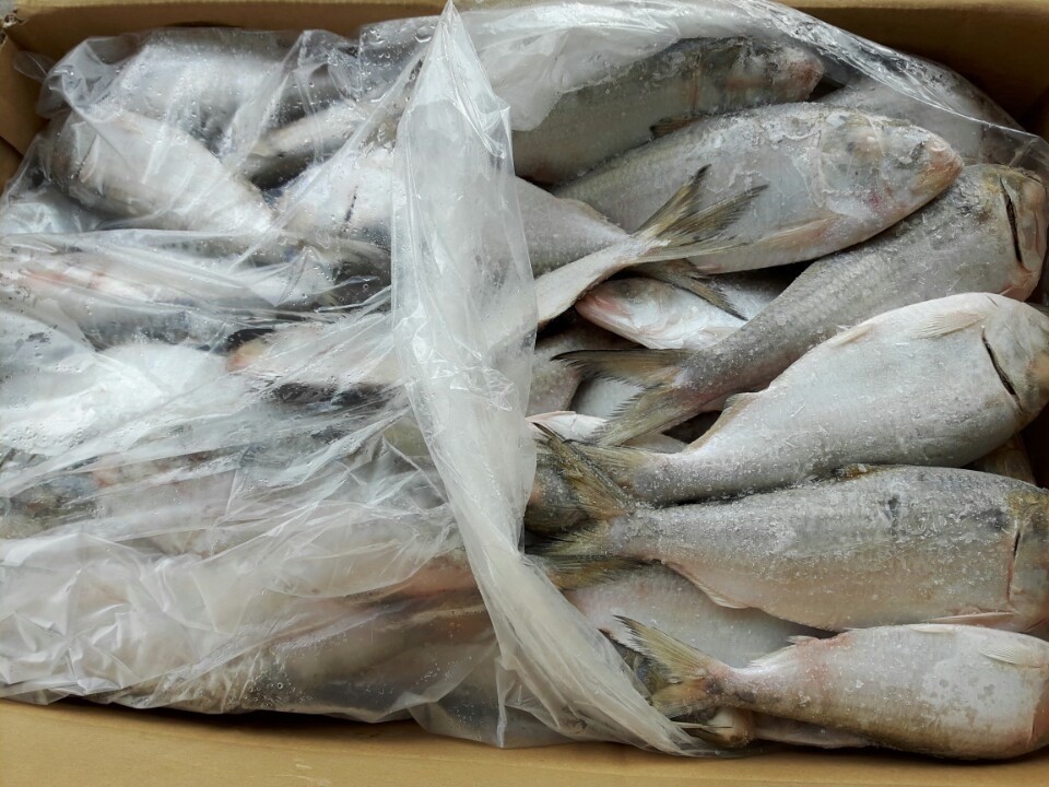 Frozen Hilsa fish/Dotted gizzard shad/ scad/bonito Cheap Price- Whatsapp 0084 989322 607