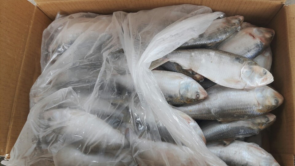 Frozen Dotted Gizzard Shad Fish (Hilsa) From Vietnam Cheap Price- Whatsapp 0084 923 158 607