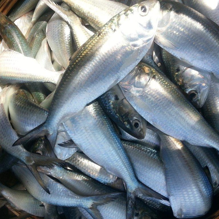 Frozen Hilsa fish/Dotted gizzard shad/ scad/bonito Cheap Price- Whatsapp 0084 989322607