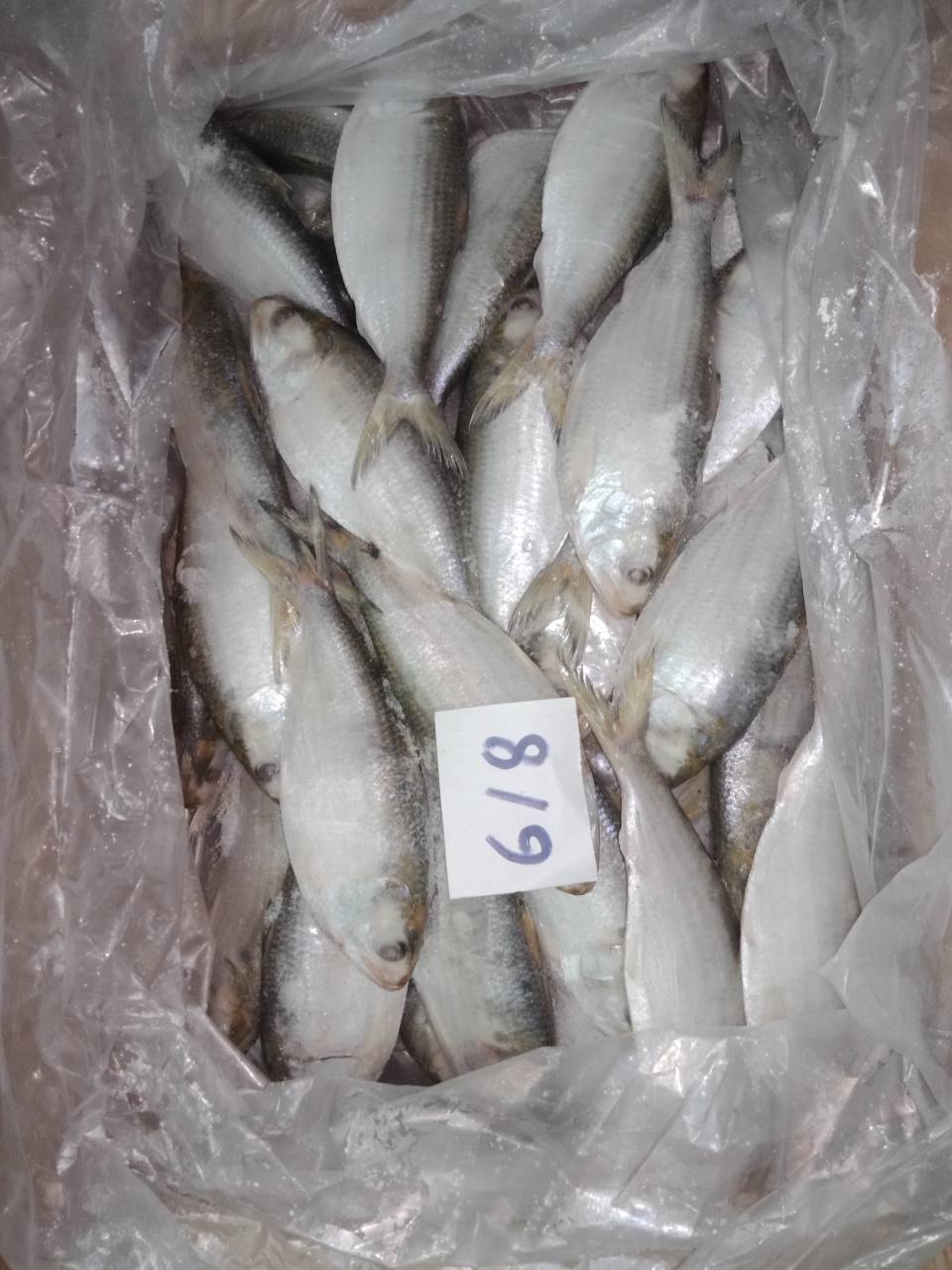 Frozen Hilsa fish whole, IQF frozen hilsa fish from VietnamCheap Price- Whatsapp 0084 923 158 607