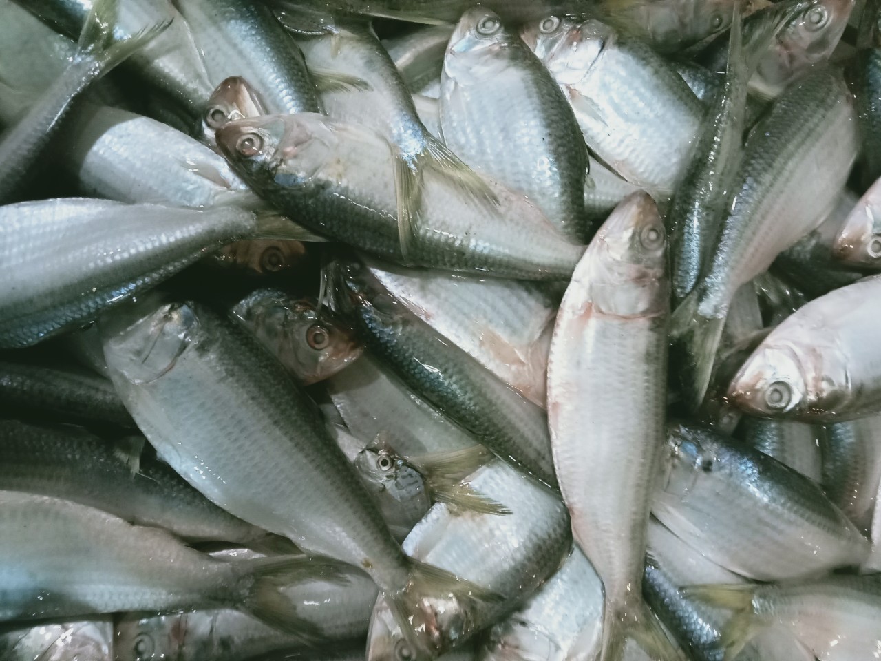 2022 Hot Selling Products Sea Food Buyers Fresh Fish Seafoods Frozen Hilsa from VIETNAM  - Whatsapp 0084 923 158 607