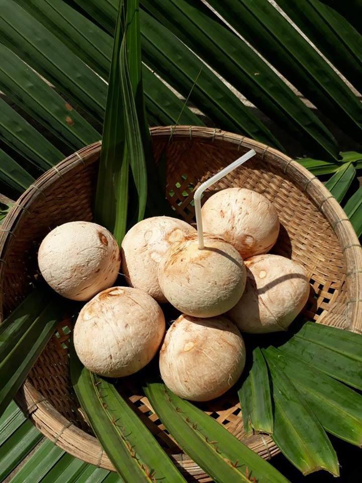 FRESH YOUNG COCONUT COCONUT FRUIT FRESH COCONUT FROZEN DRIED POWDER  WHOLESALE CHEAPEST PRICE- Whatsapp 0084989322607