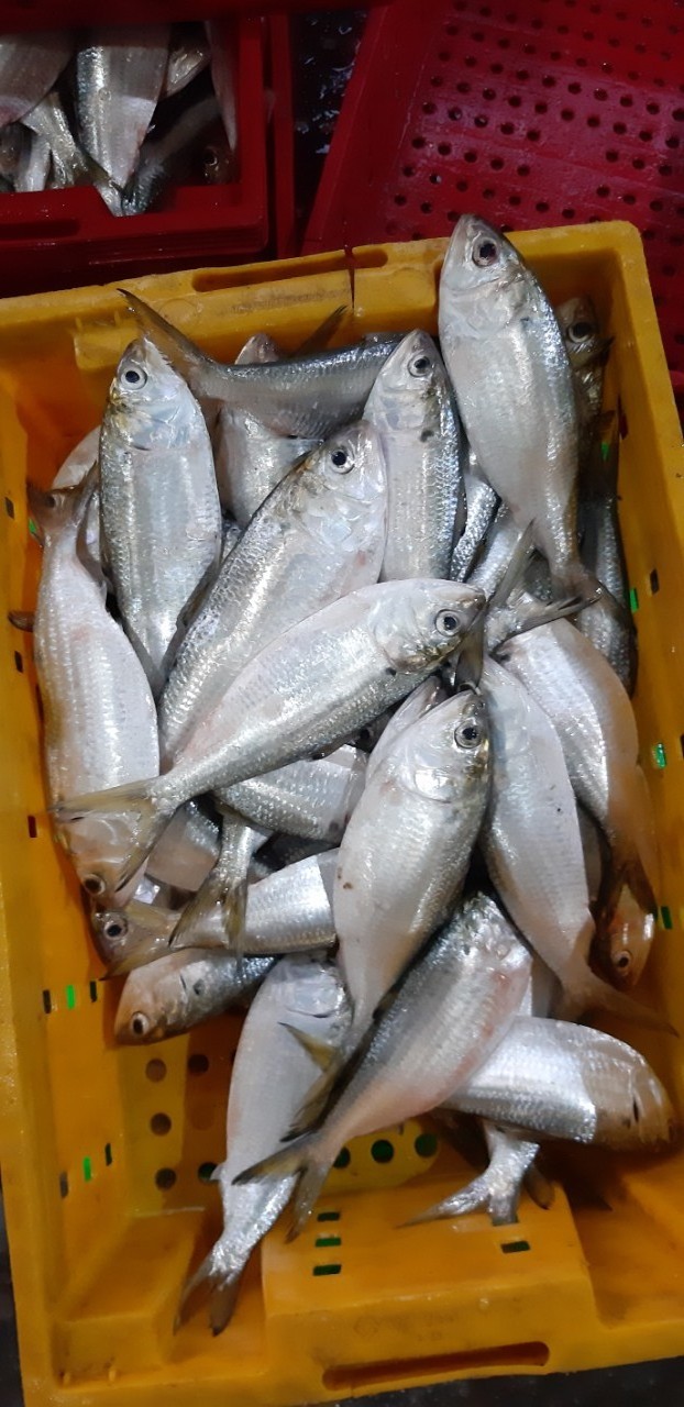 Frozen Hilsa fish whole, IQF frozen hilsa fish from VietnamCheap Price- Whatsapp 0084 923 158 607