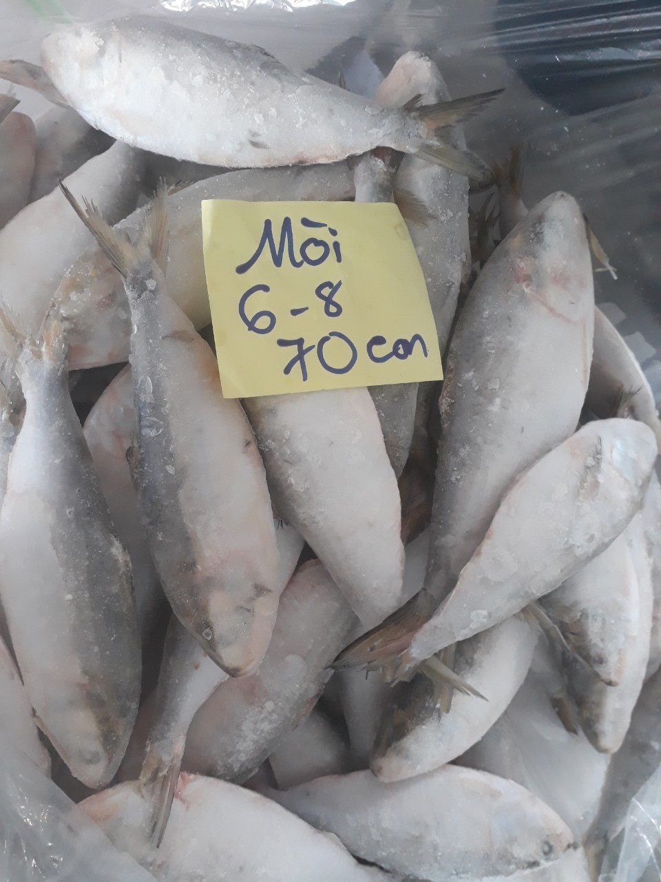 Frozen Hilsa fish whole, IQF frozen hilsa fish from VietnamCheap Price- Whatsapp 0084 923 158 607