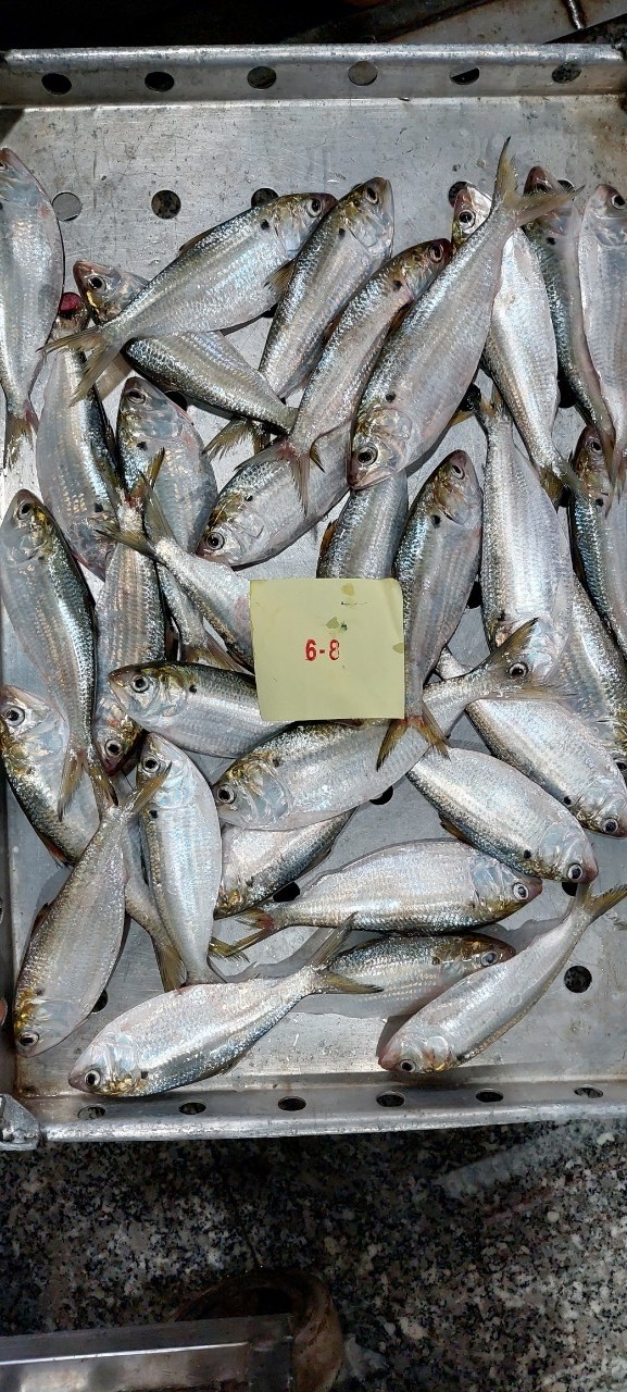 Frozen Hilsa fish/Dotted gizzard shad/ scad/bonito Cheap Price- Whatsapp 0084 989322 607