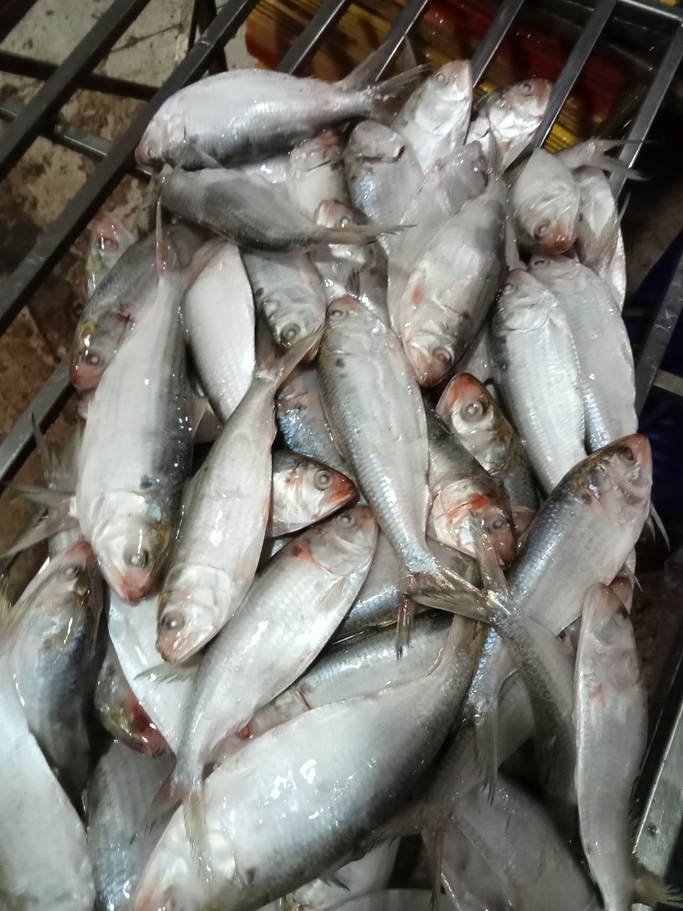 2022 Hot Selling Products Sea Food Buyers Fresh Fish Seafoods Frozen Hilsa from VIETNAM  - Whatsapp 0084 923 158 607