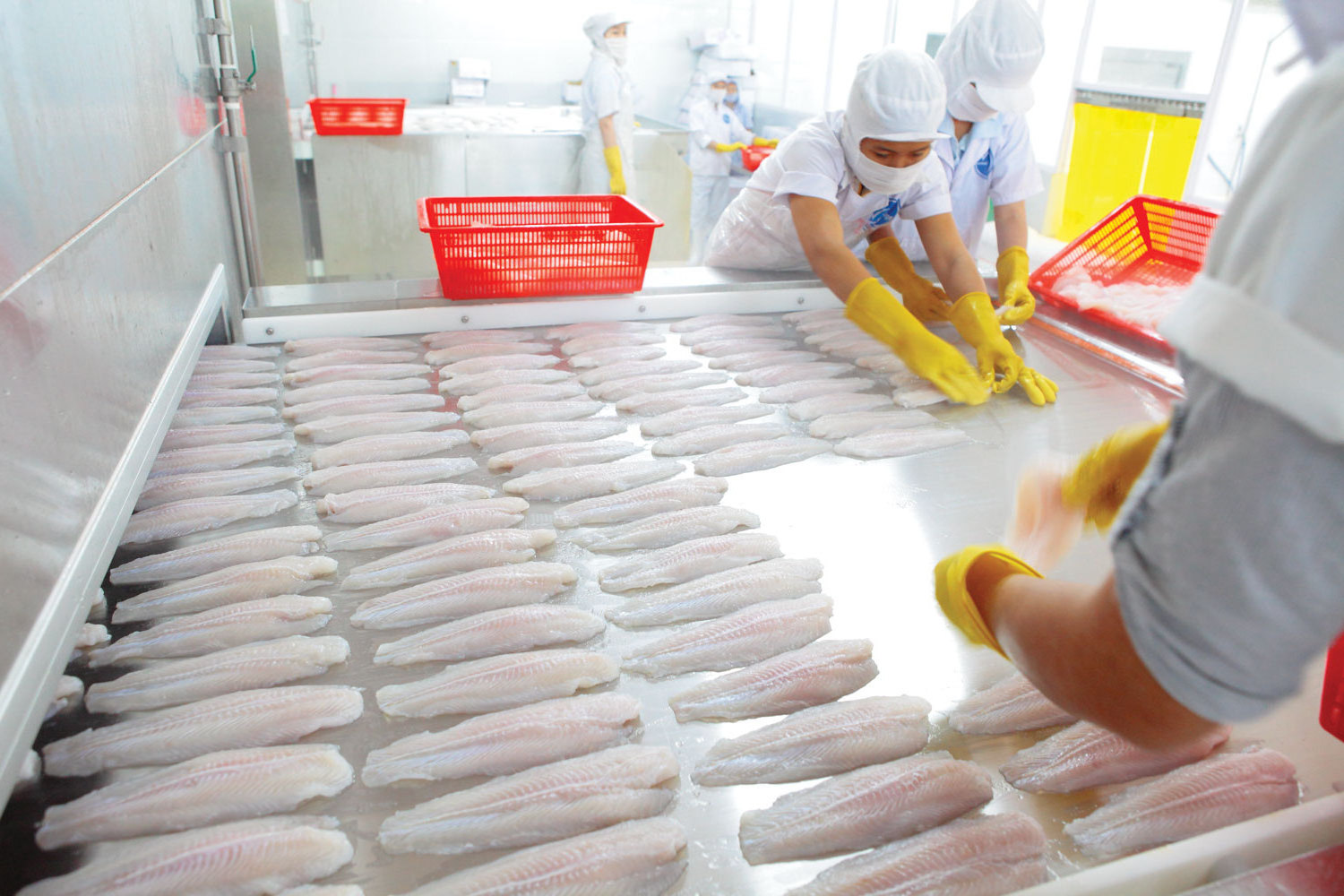 Vietnam Wholesale supplier frozen fish seafood to ship Rolled pangasius fillet from fillet well-trim- Whatsapp 0084989322607