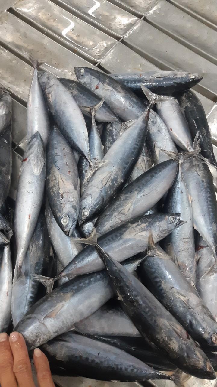 Frozen Bullet Tuna Whole Round (Auxis Rochei) From Vietnam Cheap Price- Whatsapp 0084 923 158 607