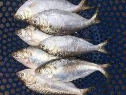 Frozen Hilsa fish/Dotted gizzard shad/ scad/bonito Cheap Price- Whatsapp 0084 989322 607