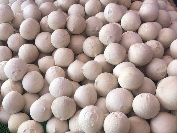 Best price tropical coconut fresh sweet young coconut organic cultivation from Vietnam BRIX 7- Whatsapp 0084989322607