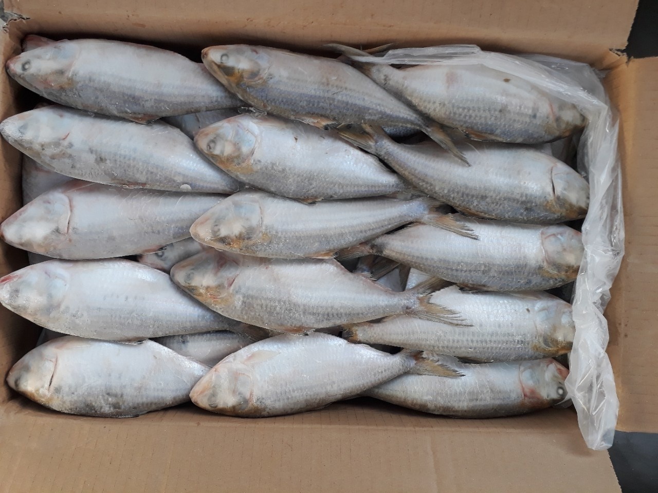 Frozen Dotted Gizzard Shad Fish Sardine From Vietnam Cheap Price- Whatsapp 0084 989 322 607