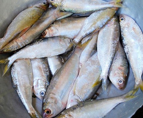 Frozen Dotted Gizzard Shad Fish (Hilsa) From Vietnam Cheap Price- Whatsapp 0084 923 158 607