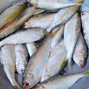 Frozen Dotted Gizzard Shad Fish (Hilsa) From Vietnam Cheap Price- Whatsapp 0084 923 158 607