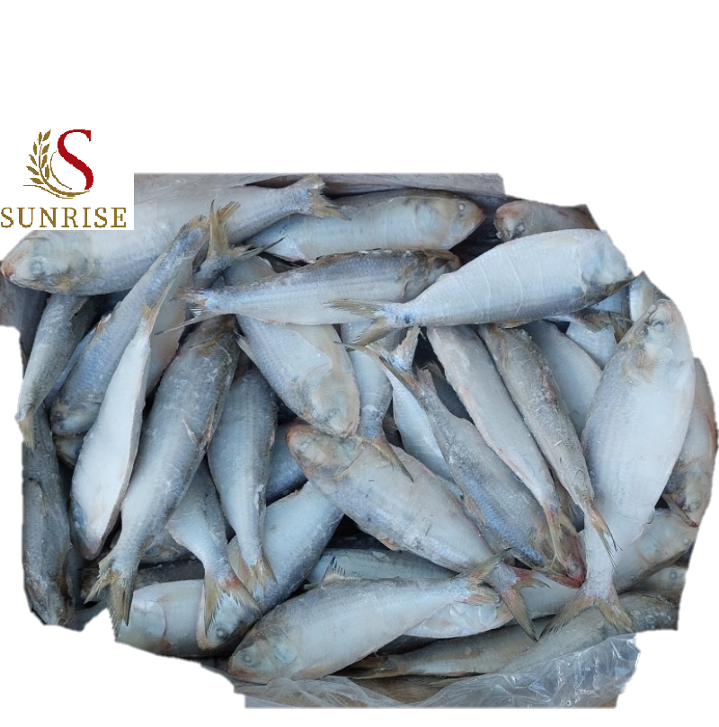 Frozen Hilsa fish/Dotted gizzard shad/ scad/bonito Cheap Price- Whatsapp 0084 989322 607