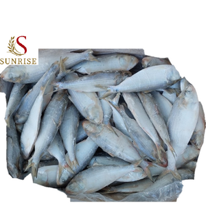 Frozen Hilsa fish/Dotted gizzard shad/ scad/bonito Cheap Price- Whatsapp 0084 989322 607