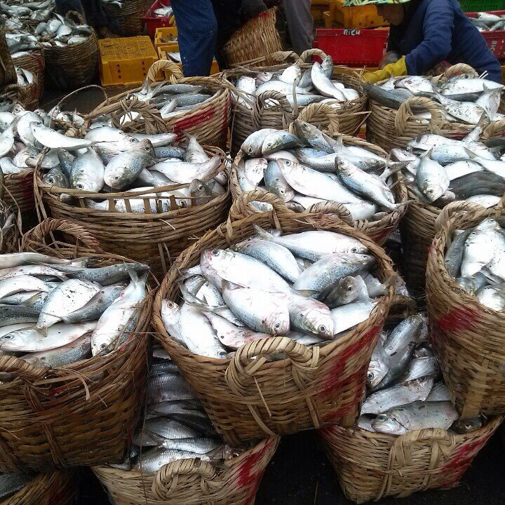 Frozen Hilsa fish whole, IQF frozen hilsa fish from VietnamCheap Price- Whatsapp 0084 923 158 607