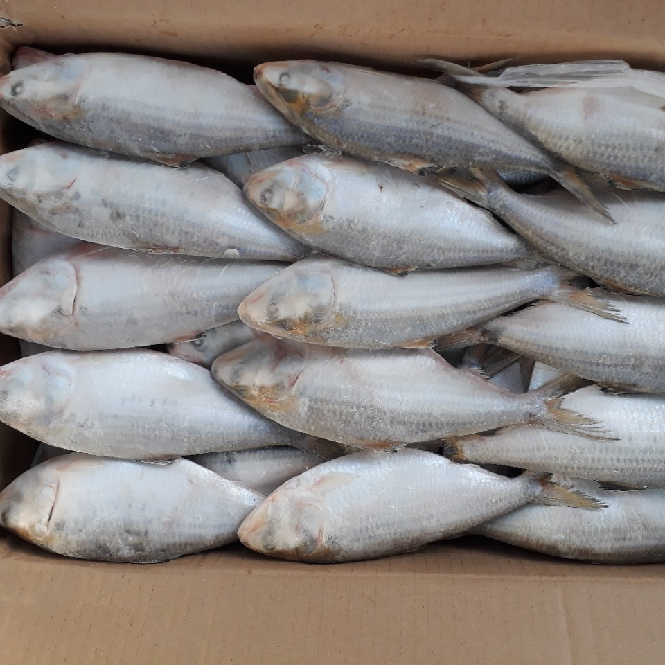 Frozen Hilsa fish/Dotted gizzard shad/ scad/bonito Cheap Price- Whatsapp 0084 989322607