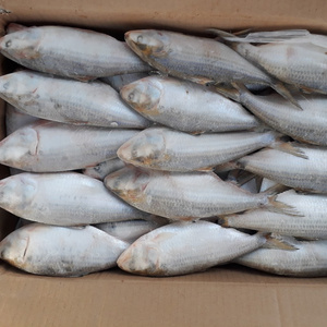 Frozen Hilsa fish/Dotted gizzard shad/ scad/bonito Cheap Price- Whatsapp 0084 989322607