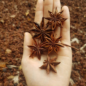 Star Anise Whole/ Broken/ Powder - Cinnamon Factory Spices As Request To EU market Whatsapp 0084 989 322 607