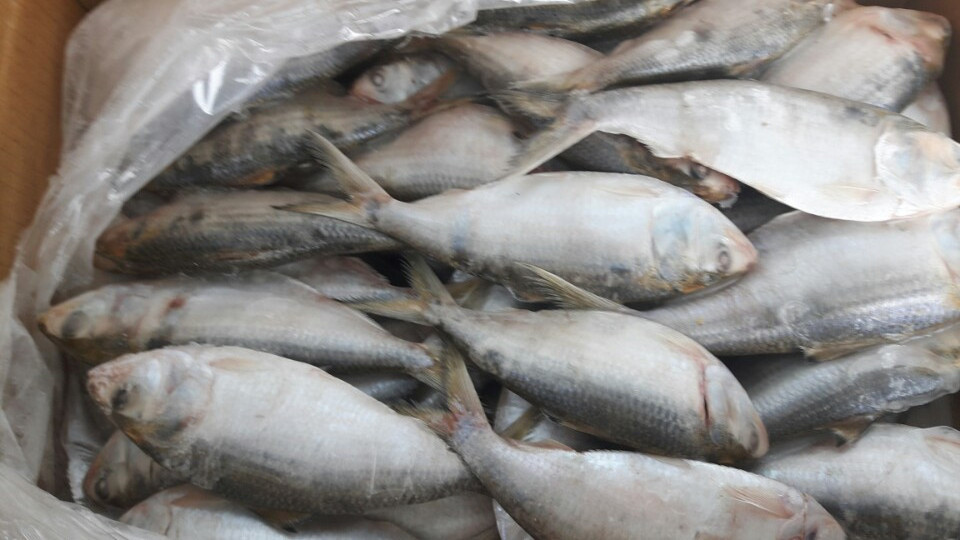 Frozen Dotted Gizzard Shad Fish (Hilsa) From Vietnam Cheap Price- Whatsapp 0084 923 158 607