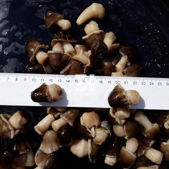 Best Quality Canned Straw Mushrooms From Viet Nam Good Price Natural +0084 981 859 069 (Ms.Nancy)