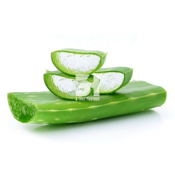 THE FINEST QUALITY Aloe Vera Jelly Viet Nam 100% Natural Contact  Ms.Nancy +84 981 85 90 69