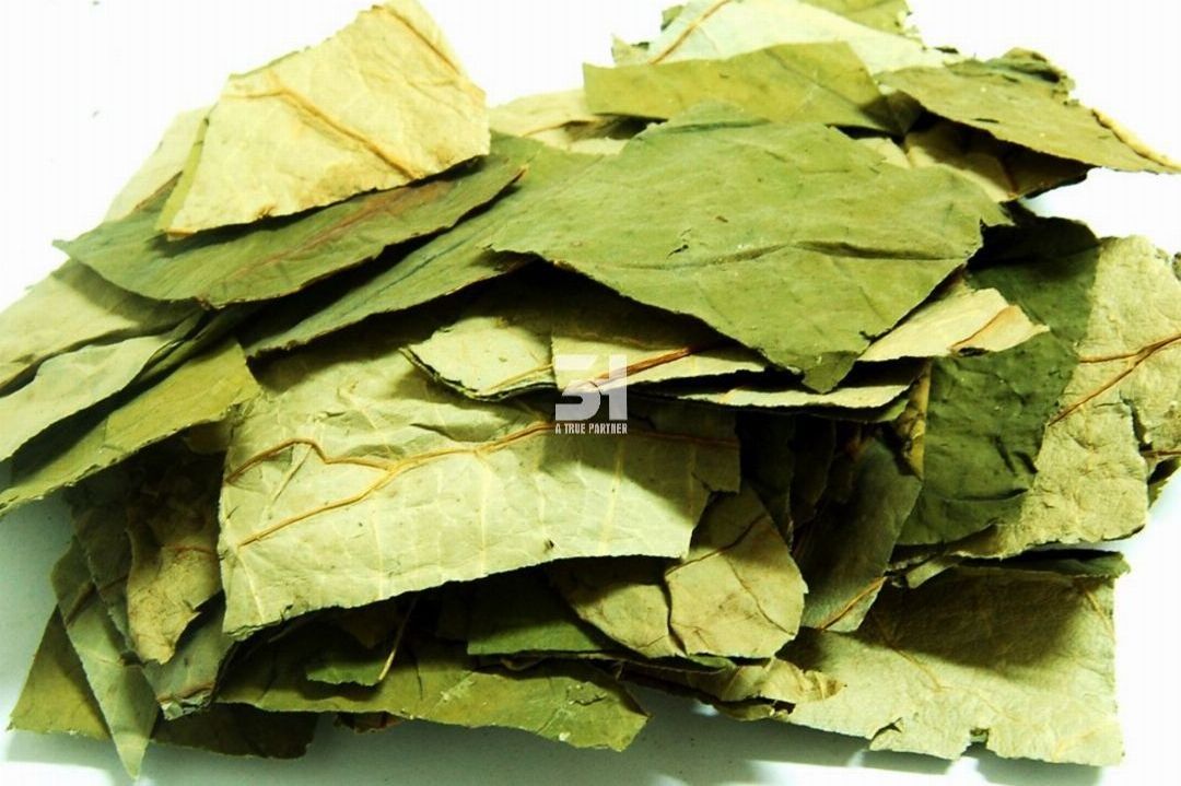 Wholesale Competitive Price Dried Lotus Leaves in Bulk from Vietnam (Ms. Nancy - +84981859069)