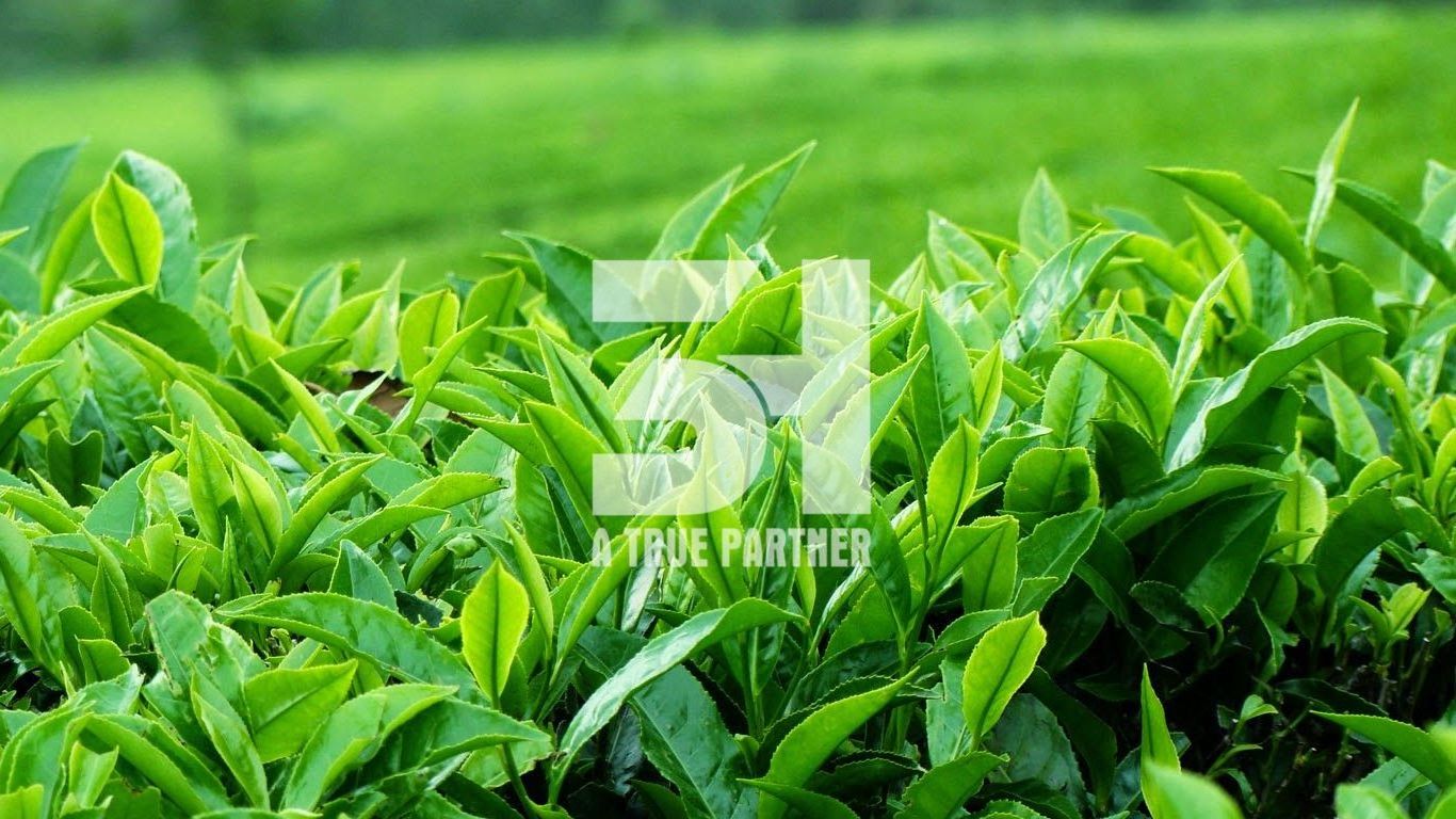 Healthy Organic Cheap Dried Green Tea Leaves in Bulk from Vietnam (Ms. Nancy - +84981859069)